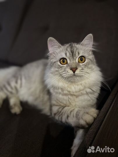 Шотландский кот вязка