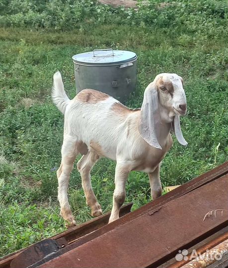 Козы камори