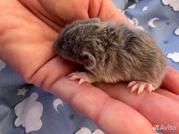 Крысята Дамбо, шерсть Лонг (лонгхэйер)