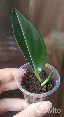 Редкие эпипремнумы Dark Form+Pinnatum Yellow