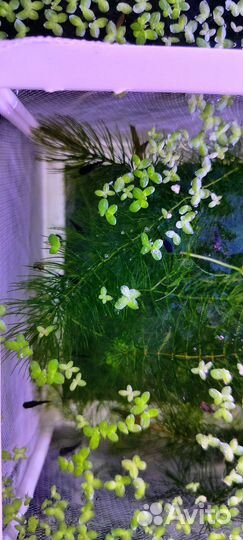 Мальки моллинезии чёрной лирохвостой