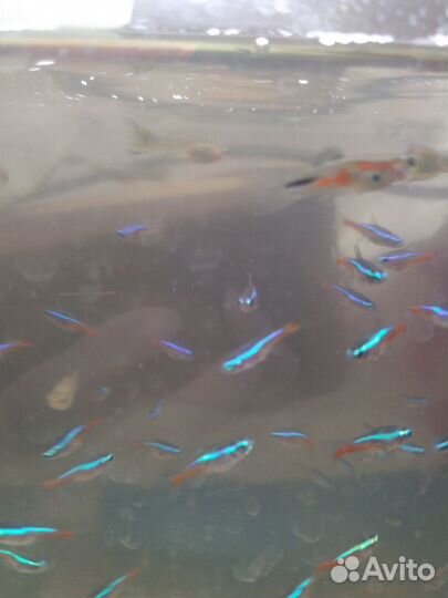 Неон Голубой и Гуппи