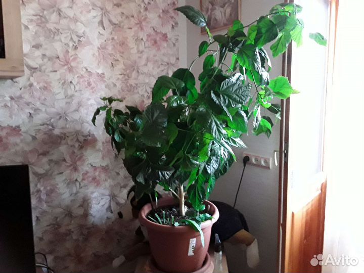 Гибискус большой для офиса