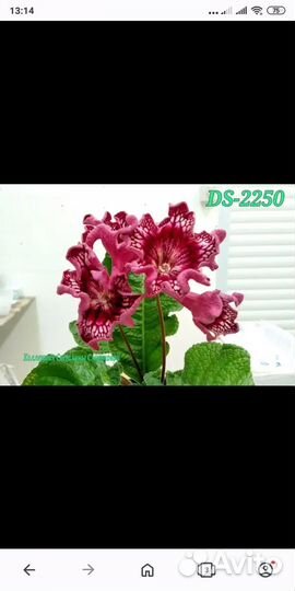 Стрептокарпусы почтой