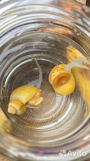 Улитки аквариумные ампулярии