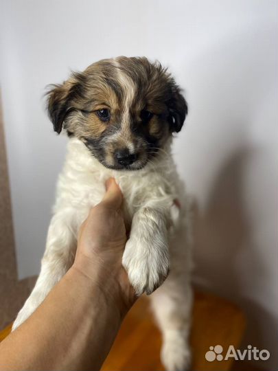 Отдам Щенка