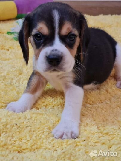 Бигль трехцветные мальчики