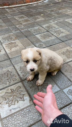 Среднеазиатская овчарка