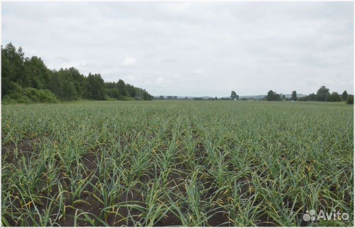 Готовый бизнес инвестиции