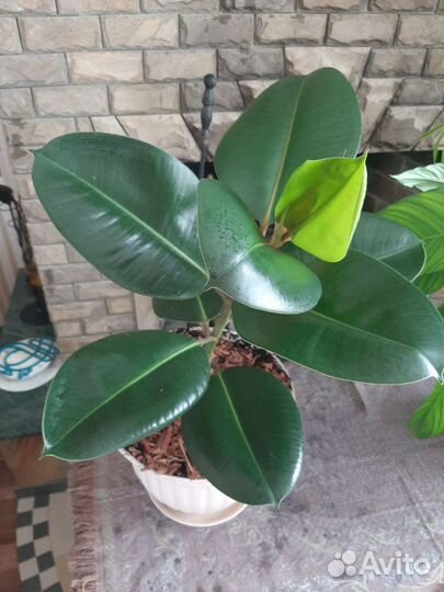 Фикус каучуконосный большой