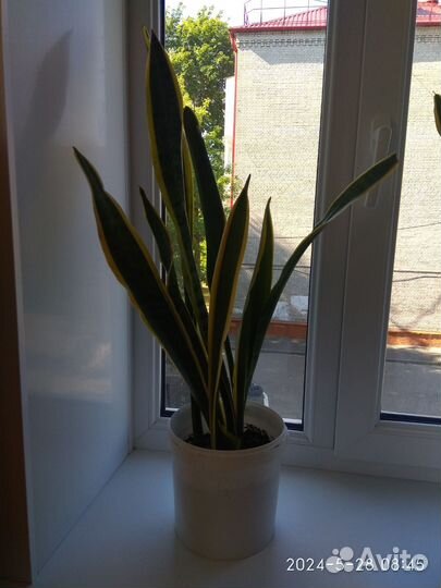 Сансевиерия