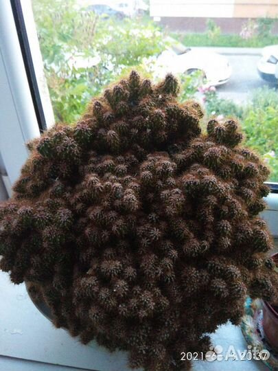 Огромный кактус горный цереус