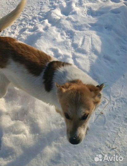 Собака в добрые руки