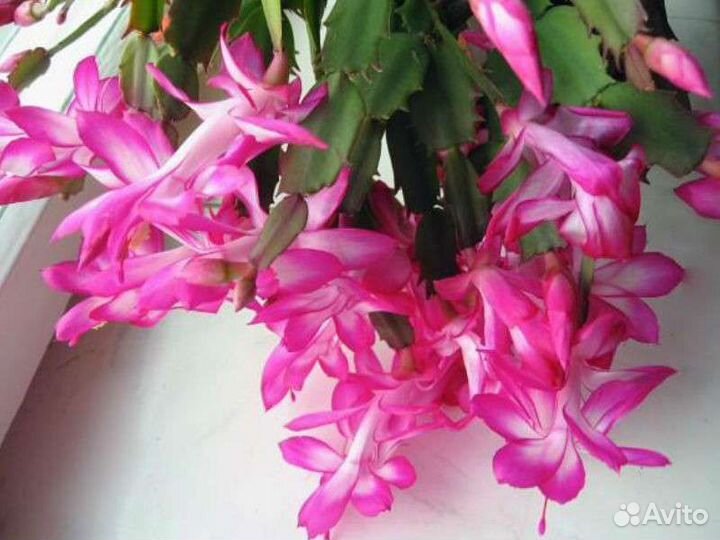 Декабрист шлюмбергера