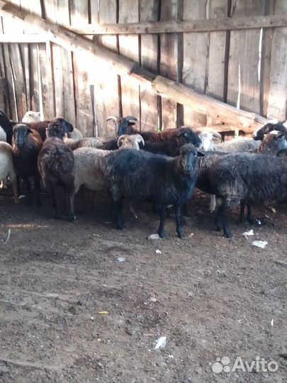 Продам овец
