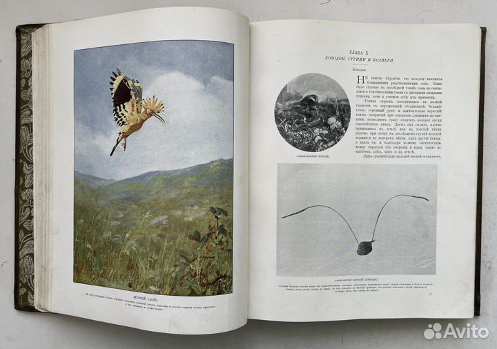 Жизнь животных в фотографиях с натуры. 2 т