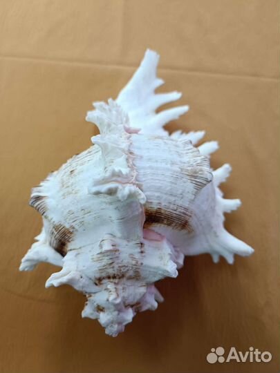 Ракушка морская большая