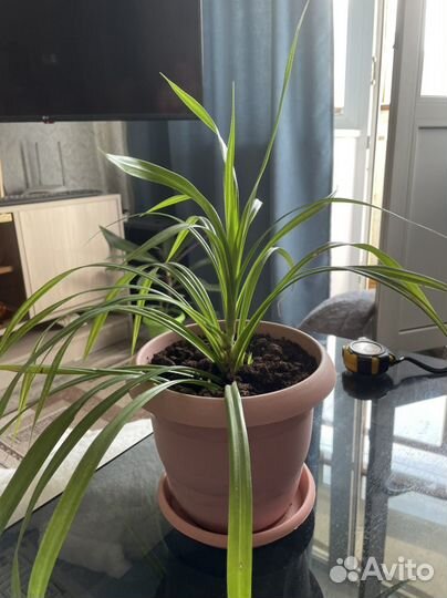 Продам комнатные цветы