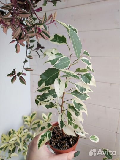 Фикус бенджамина