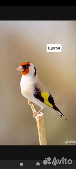 Певчие птицы