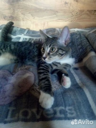 Ваш будущий любимый кот