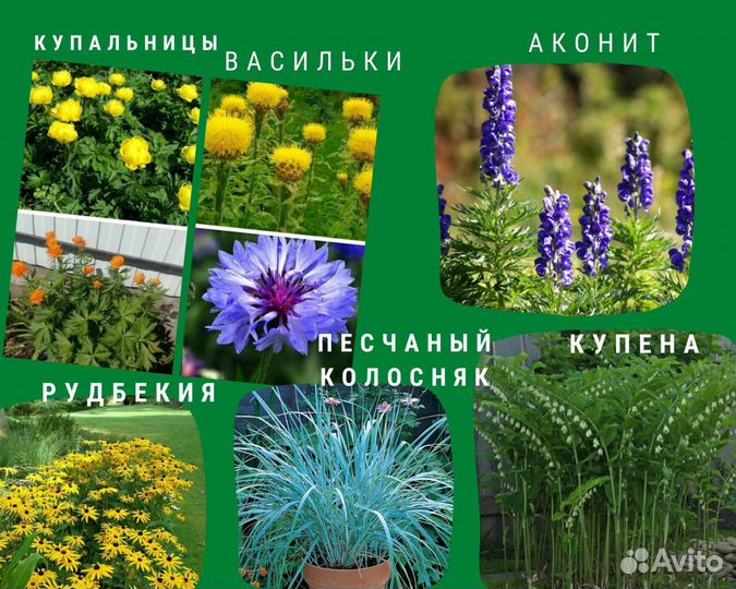 Многолетние садовые цветы