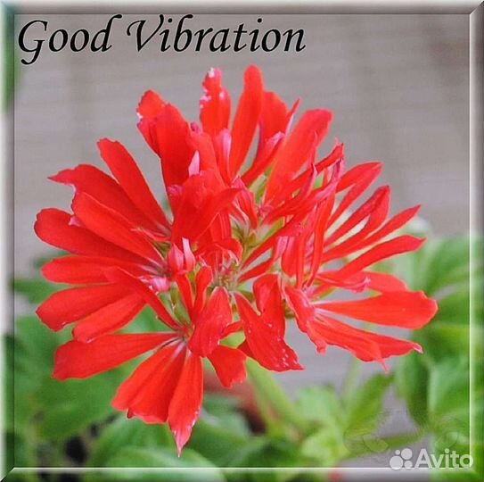 Пеларгонии сортовые