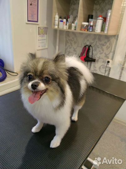 Стрижки кошек и собак салон DOGford