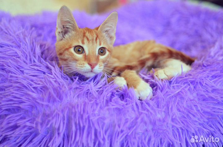 Рыжий котенок Солнышко в добрые руки