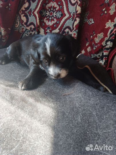 Девочка в добрые руки