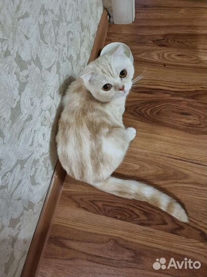 Скоттиш фолд вязка