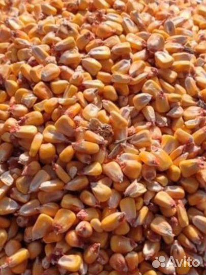 Кукуруза зерно