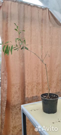 Олива, оливковое дерево. Готовы к цветению