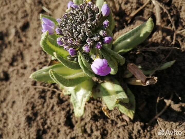 Примула на ножке