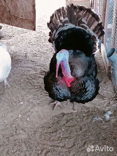 Яйца Индюков на инкубацию