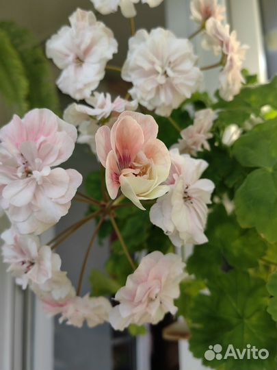 Пеларгонии укопененные черенки