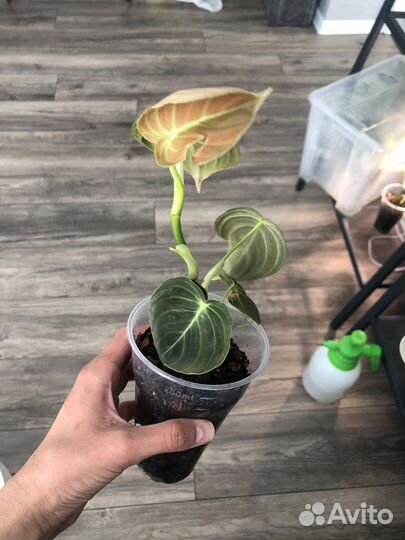 Филодендрон меланохризум