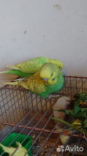 Попугаи получехи птенцы