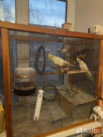 Кореллы с клеткой