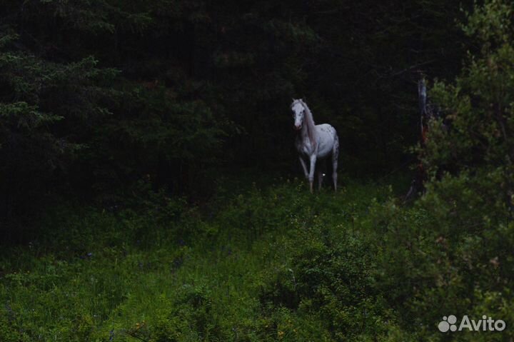 Услуги педагога психолога