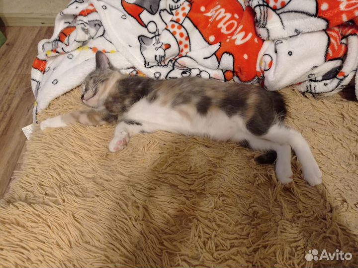 Отдам котенка в добрые руки