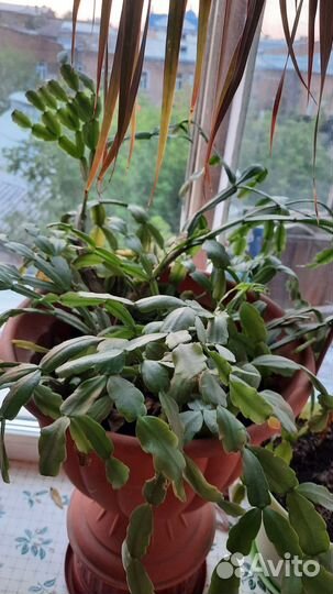 Декабрист шлюмбергера