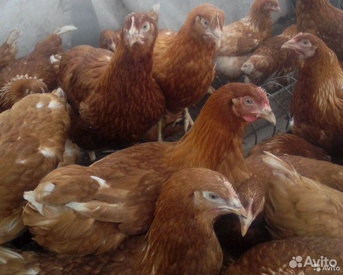Куры молодки несушки ломан браун, Легорнн 5,5м