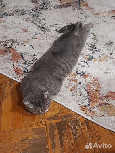 Кот Симба британский - Шотландский 2,5 года