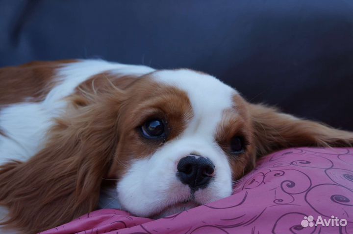 Девочка кавалер Кинг Чарльз спаниеля