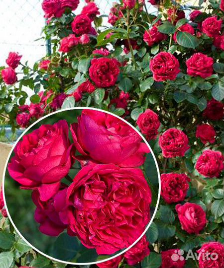 Роза шраб Эрик Таберли