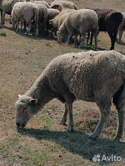 Овцы, яркий, баранчики