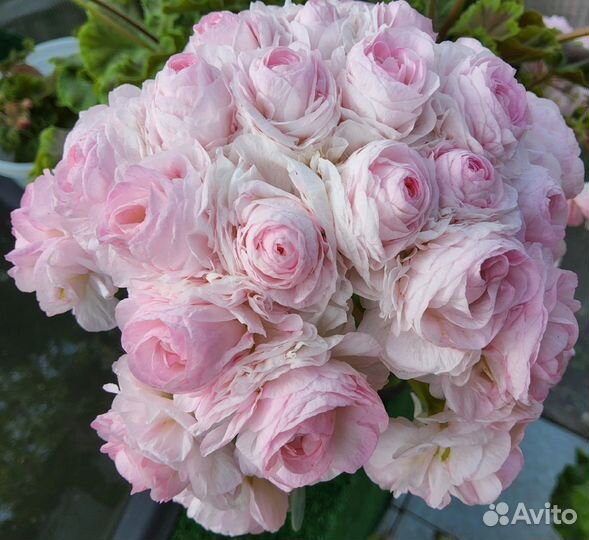 Пеларгония сортовая