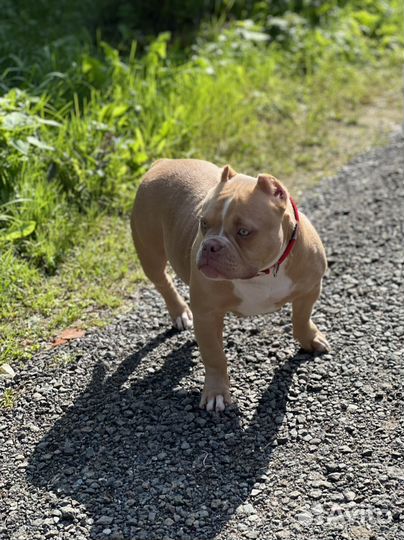 Красавица булли Аврора