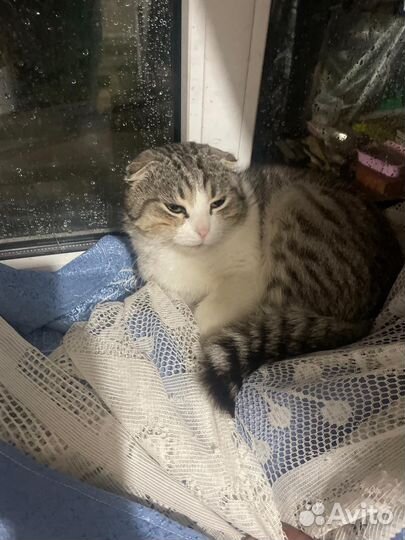 Котята вислоухие